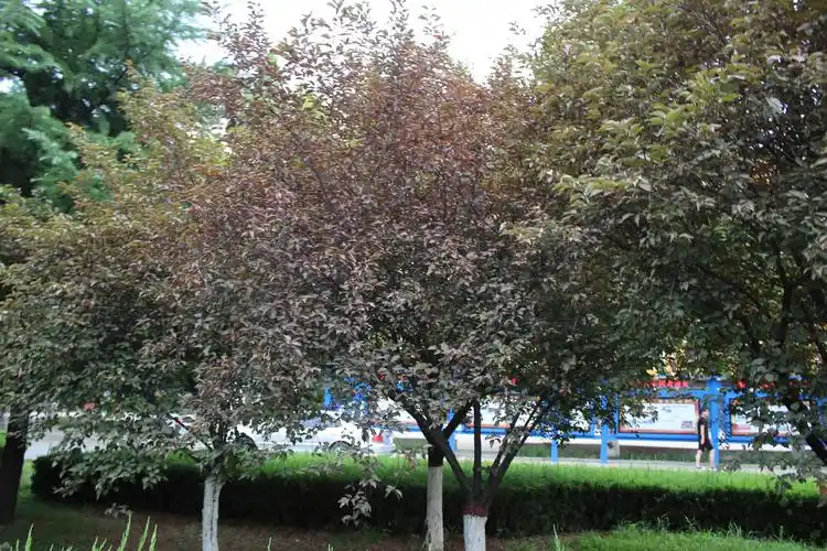 p>美人梅(学名: i>prunus × blireana /i> cv.