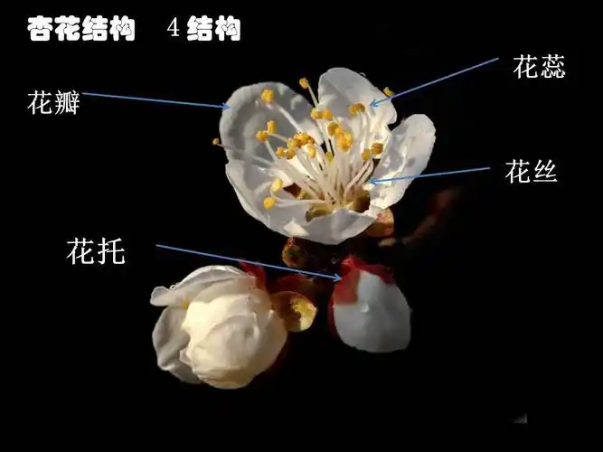 杏花书签伴书香