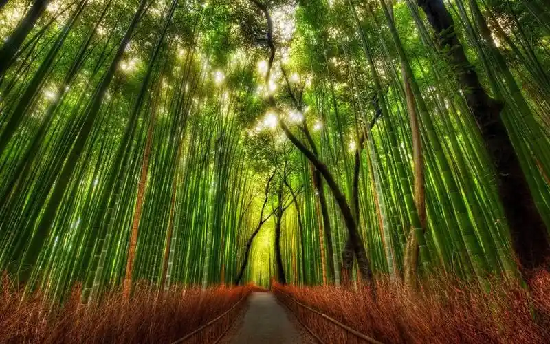 地球最美竹林之一,日本嵯峨野竹林