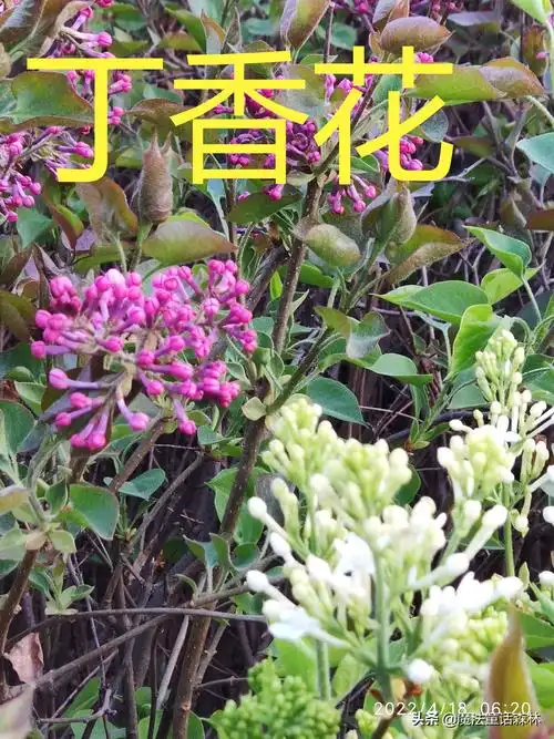 丁香花图片和介绍(丁香花的生长特点及有关诗词)