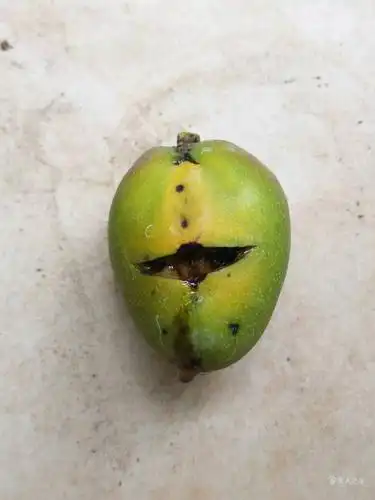 芒果裂果,急求处方