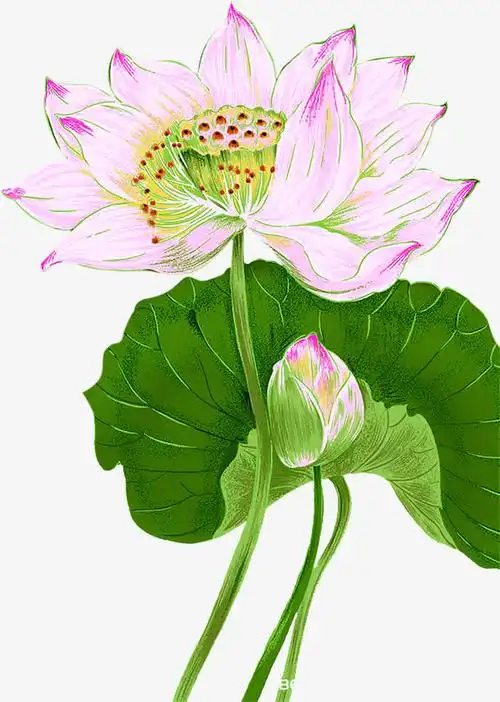 手绘佛教纯洁莲花