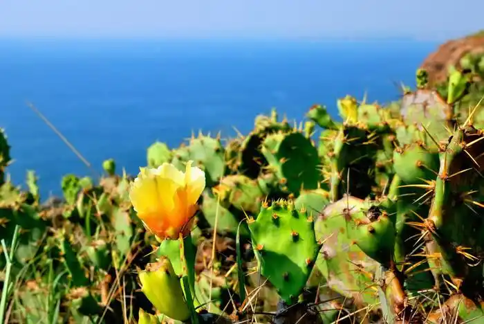 阳光,沙滩,仙人掌,台湾最美的海在澎湖,藏在深闺人未知 .