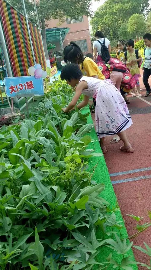 幼儿园植物园活动剪影 写美篇       小朋友们每天都会去种植园给小苗