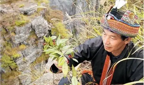 走进夯吾苗寨听苗医苗药的故事