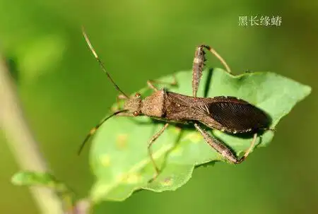 展开全部 细长的身体,相对其它腿来说比较粗的后腿.