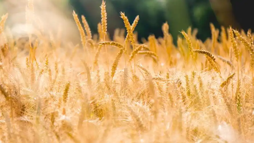 唯美金色麦田小清新高清桌面壁纸