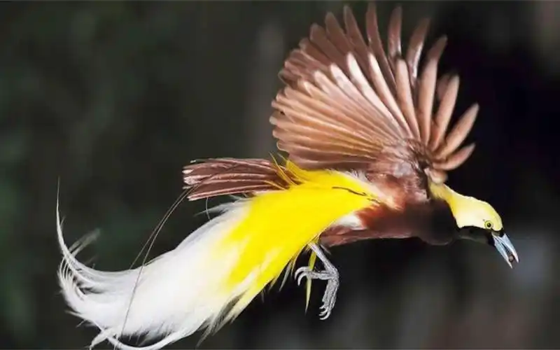 天堂鸟究竟是花还是鸟?这个视频告诉你答案!