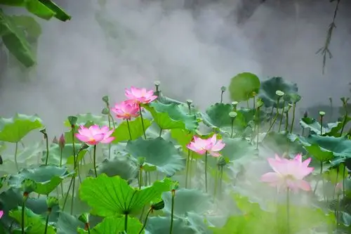 仙雾缭绕的荷花世界