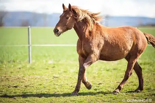 马的图片_图片大全