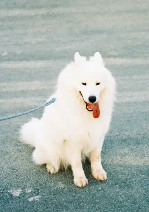 新生代演员刘耀文