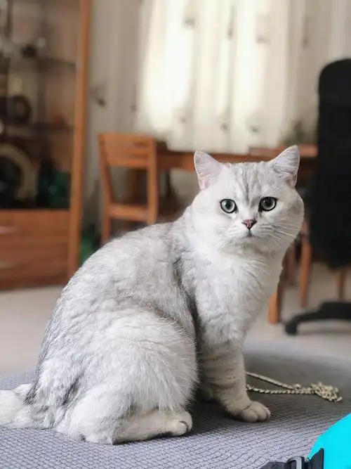 家养银渐层|坐标广州