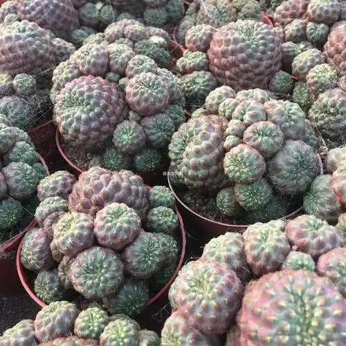 紫丽丸群生仙人球 创意开花子孙球小盆栽 办公室防辐射花卉大特价