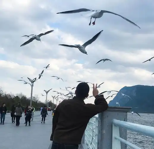 等有了男朋友,带他来昆明海埂大坝喂喂海鸥.