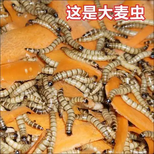 顺丰大麦虫活体金龙鱼饲料面包虫黄粉虫子爬宠物广州发货足称稍大面包