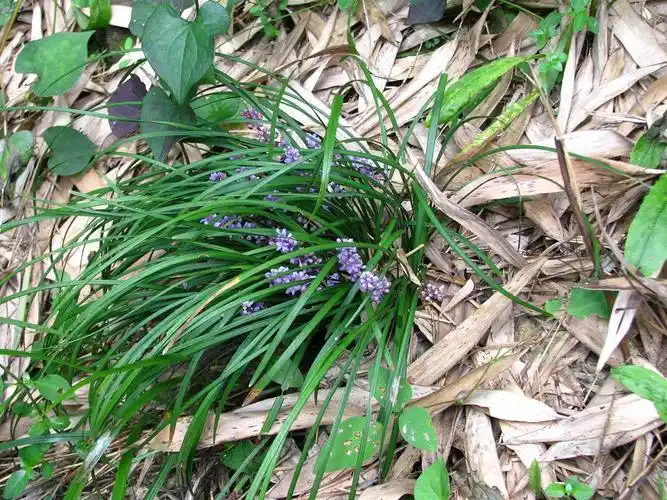 p>禾叶山麦冬,(学名: i>liriope graminifolia (l.