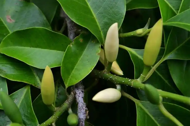 用感觉欣赏香的味道