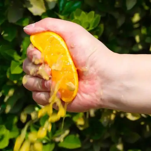 【秭归夏橙】 酸甜爆汁榨汁橙子现摘新鲜水果现摘现发应季水果孕妇