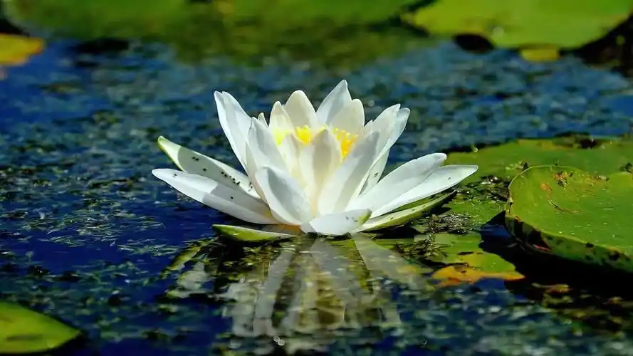 至高纯洁的白荷花摄影图片欣赏