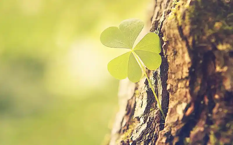 精选护眼三叶草桌面壁纸下载_植物壁纸_壁纸下载_美桌网