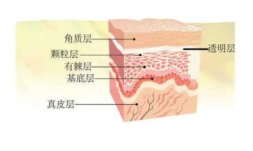 这个是我们皮肤的一个表皮层的结构图.
