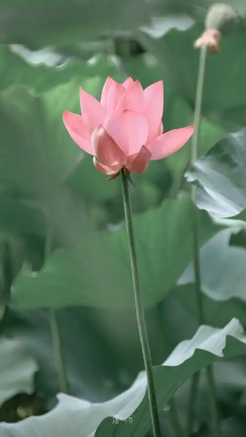 有哪些让人一见倾心的唯美短句?