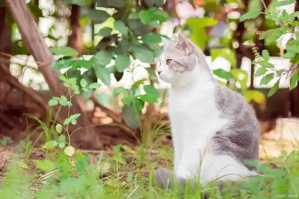 壁纸 动物 猫 猫咪 小猫 桌面 640_427