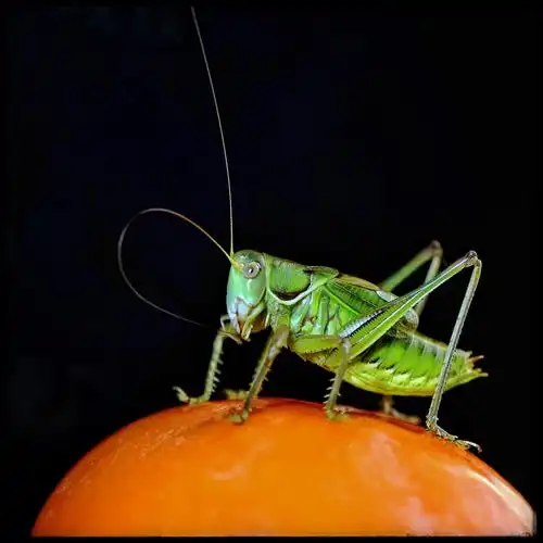 鸣虫蝈蝈(续篇)