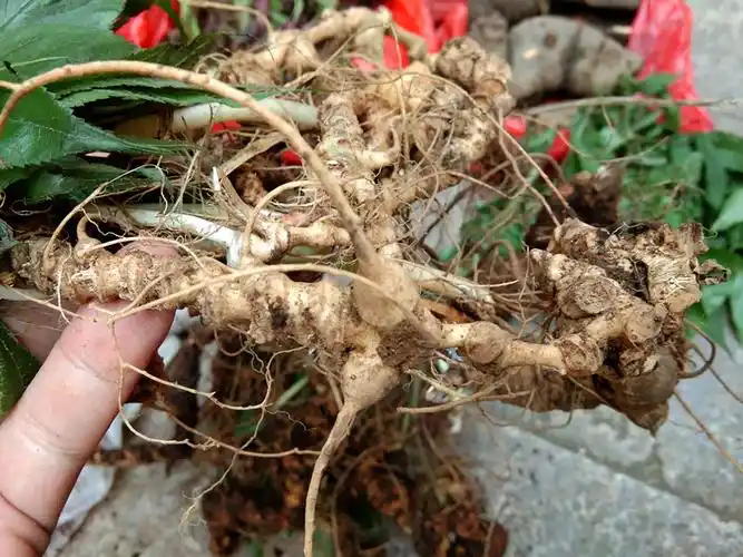 贵州竹节三七250克 中药材新鲜竹节人参白三七山参竹根七土参甜七