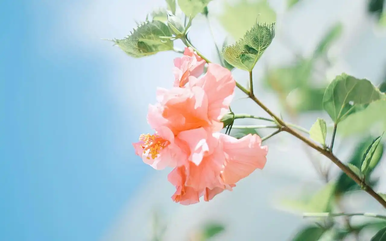 小清新唯美花卉植物高清图片桌面壁纸高清大图预览1920x1200_植物壁纸