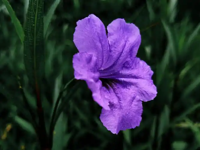 蓝花草紫色的花瓣很有质感生活亦当如此