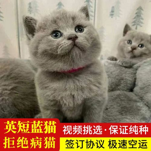 纯种英短蓝猫蓝白猫幼崽矮脚猫小猫活物宠物猫咪英国短毛猫