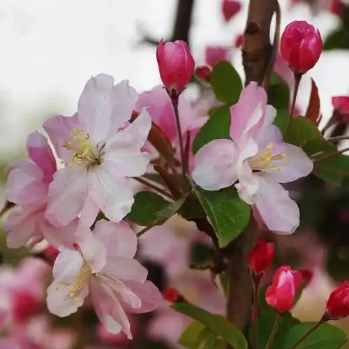 创森动态丰台区公园管理中心所属公园赏花指南