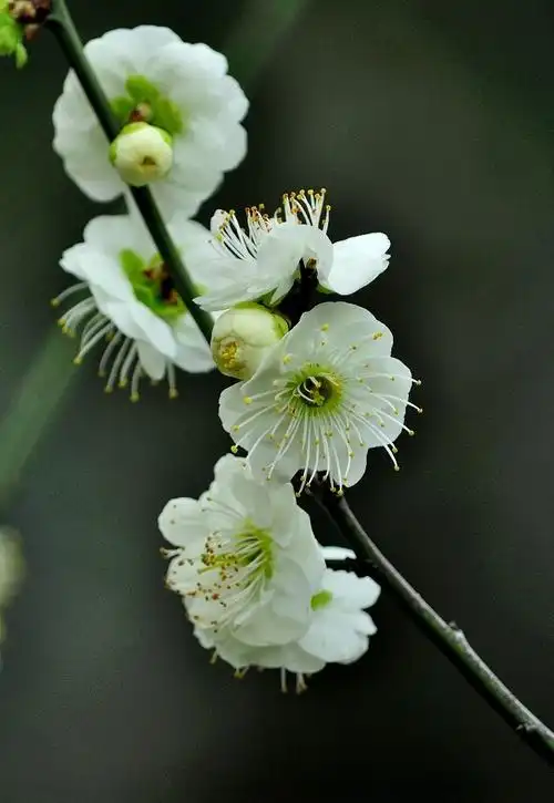 今春的白梅花