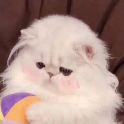 呆萌小猫图片头像 高清可爱的猫图片卖萌头像