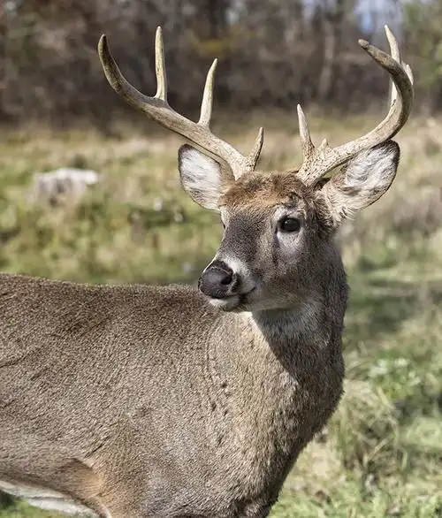 美丽的驯鹿高清摄影图片