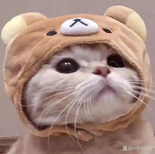 小奶猫头像|超呆萌|治愈萌物