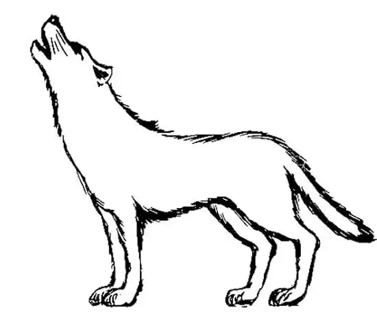 我决定要试画一只帅帅的狼王犬科动物绘制教程:狼与狗的画法一只矢量