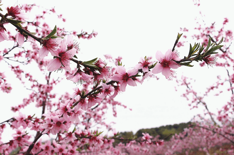 心中若有桃花源,何处不是水云间