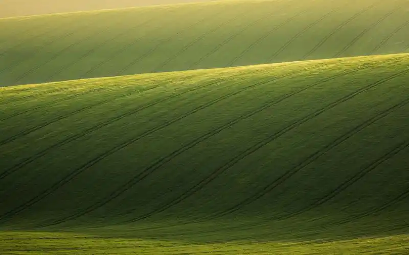 清新护眼绿色草原桌面壁纸