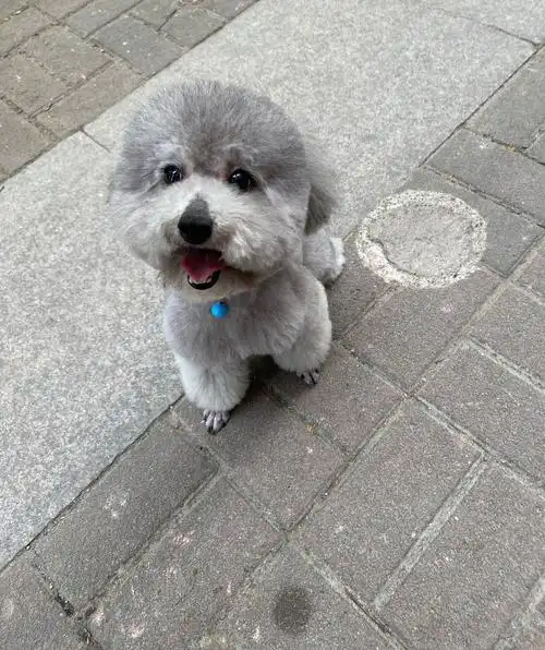 灰色母泰迪发情找对象