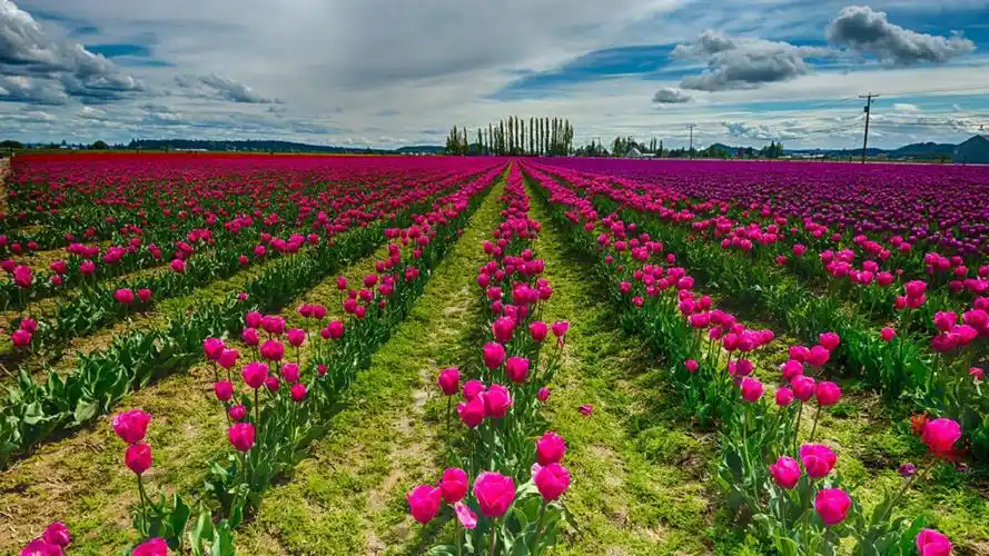 6,花草,风景图片.