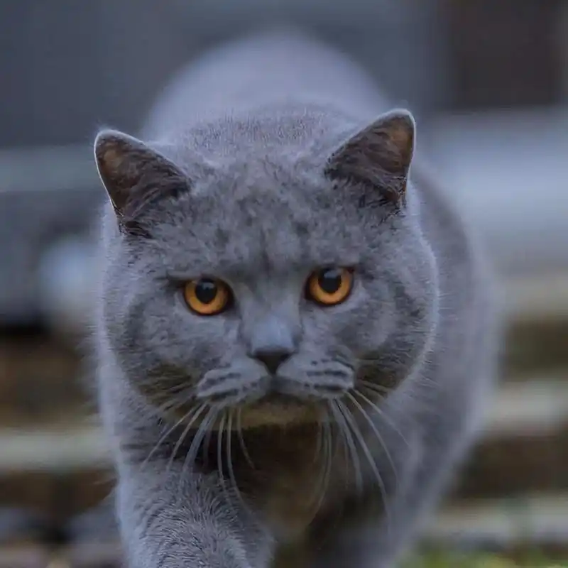 英短猫好养吗?了解它的"优点"和"缺点",养猫不踩坑