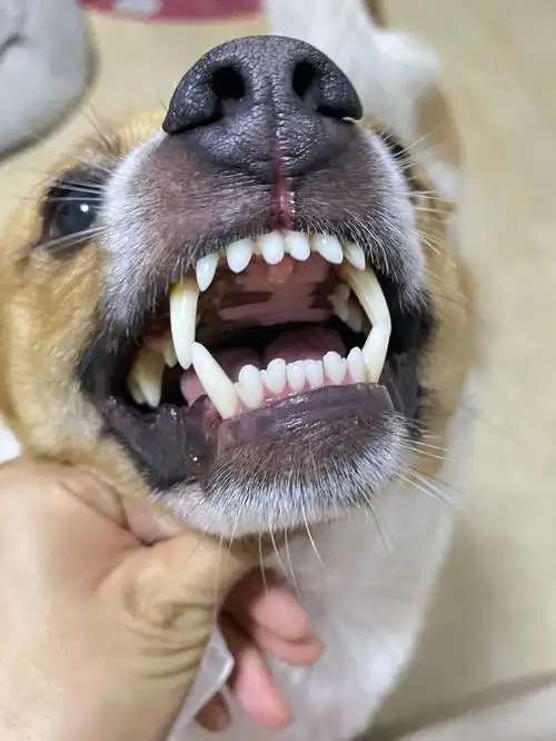 有没有懂得的姐妹,听说狗狗看牙齿能看出年龄,这狗狗大概是什么年龄呢