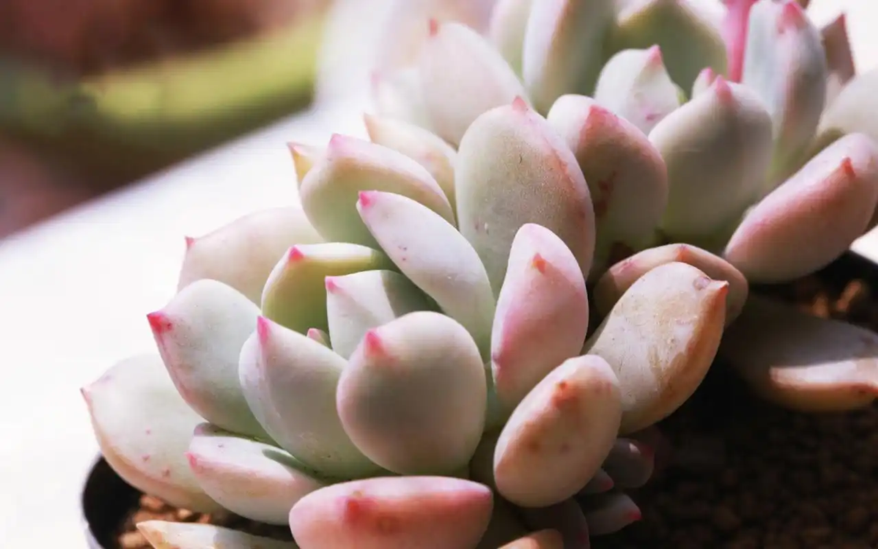 可爱的多肉植物高清电脑桌面壁纸