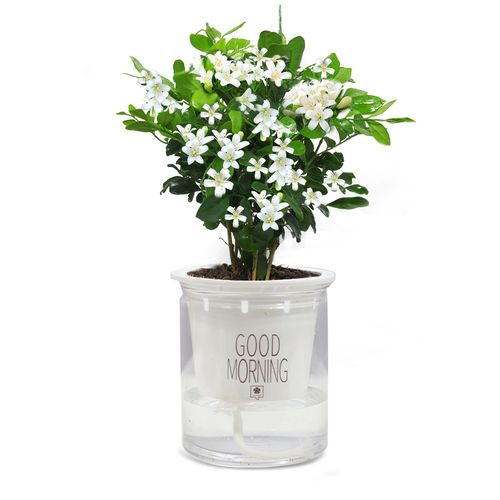 九里香盆栽带花苞浓香四季室内花卉植物七里香树苗千里眼盆景植物