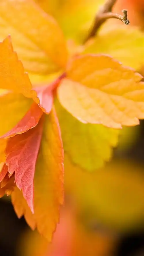 个性植物微距锁屏,高清图片,手机锁屏桌面-壁纸族