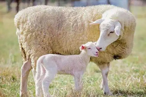 山羊和绵羊的区别