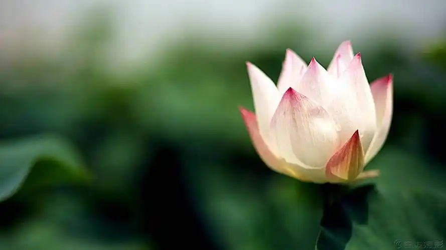 千九自助下单平台抖音女网红做业务空间刷赞50个快手qq刷赞群