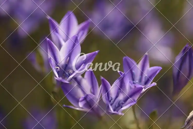 花瓣蓝色花紫色生活方式园艺生长植物学摄影图片